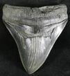 Serrated Megalodon Tooth - South Carolina #28470-1